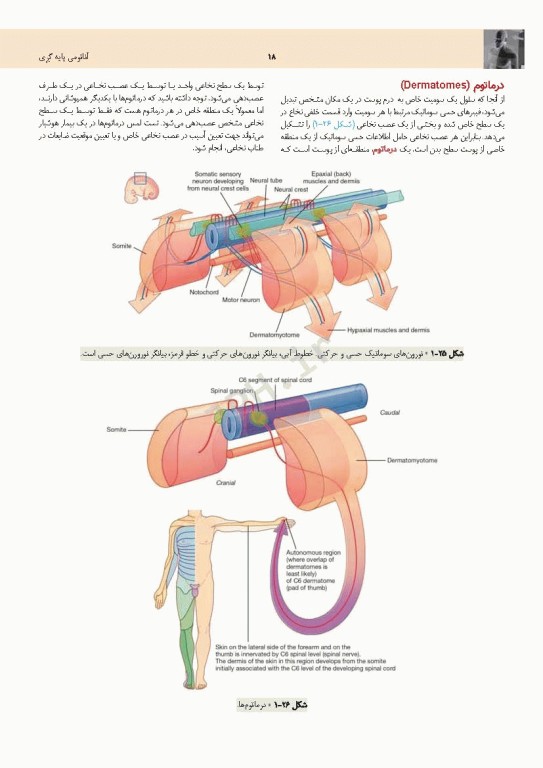 چکیده جامع آناتومی پایه گری برا‌ی دانشجویان 2023