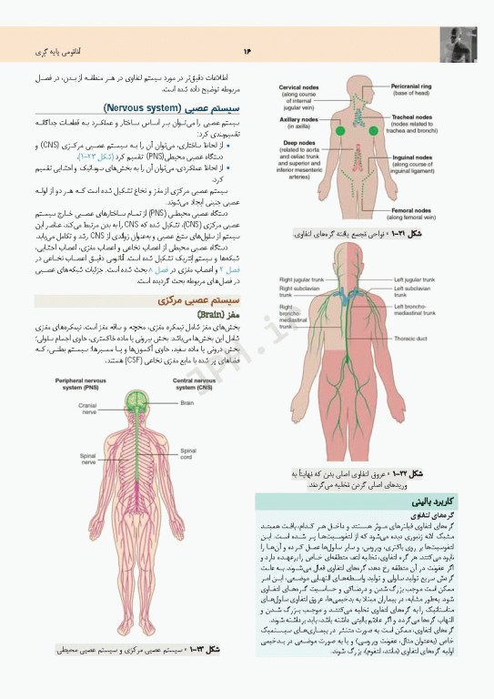 چکیده جامع آناتومی پایه گری برا‌ی دانشجویان 2023