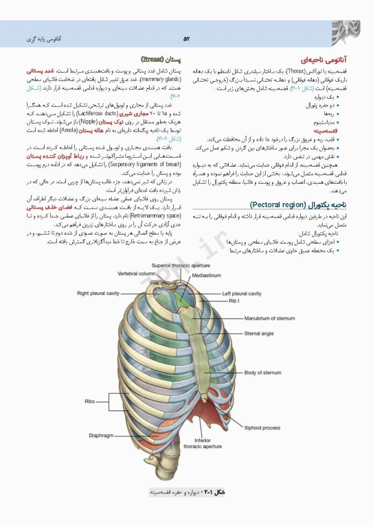 چکیده جامع آناتومی پایه گری برا‌ی دانشجویان 2023