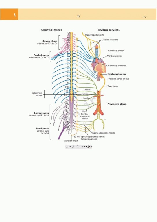 چکیده جامع آناتومی پایه گری برا‌ی دانشجویان 2023