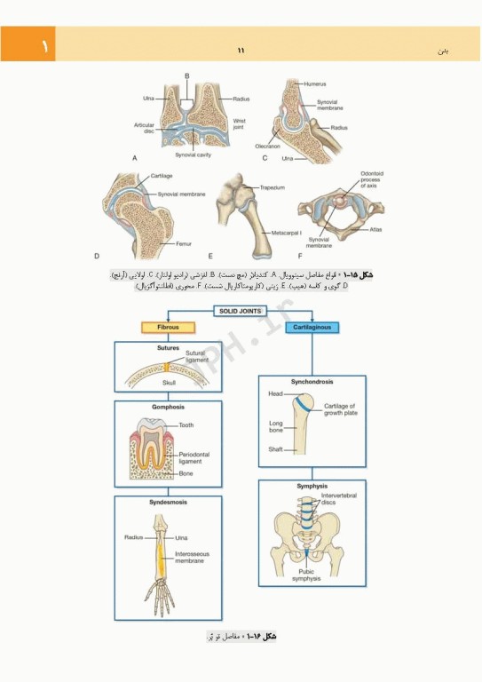 چکیده جامع آناتومی پایه گری برا‌ی دانشجویان 2023