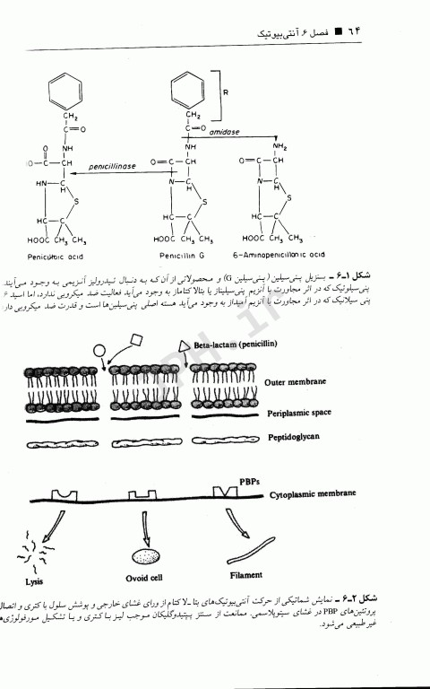 فشرده میکروبیولوژی پزشکی دکتر رحیمی