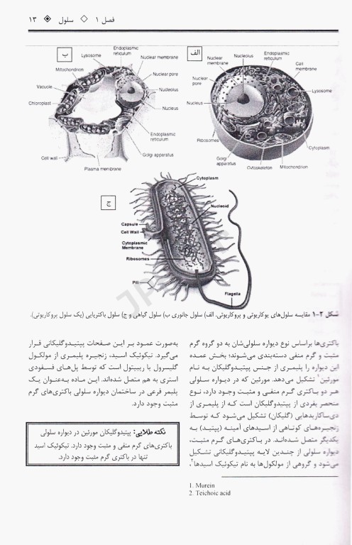 رادیکال زیست‌شناسی سلولی و مولکولی