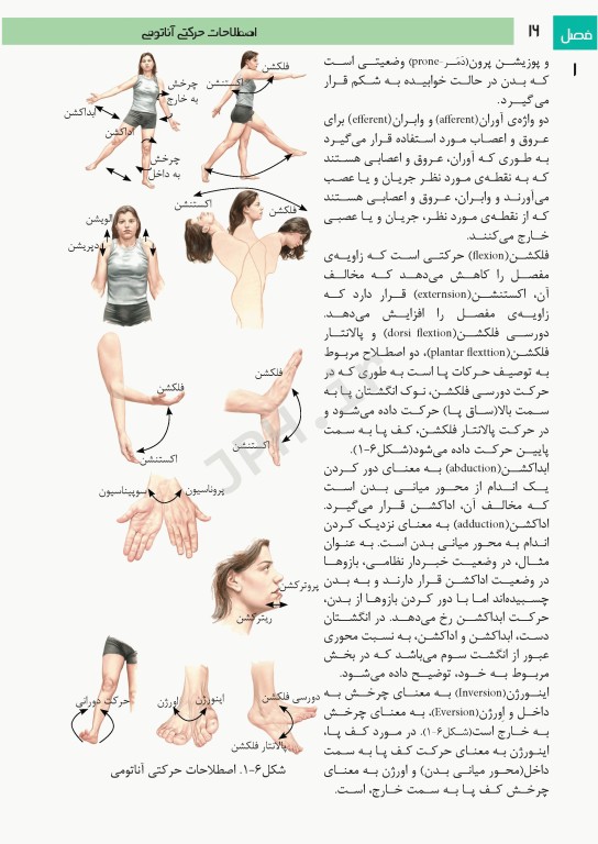 فتوآناتومی اندام فوقانی و تحتانی