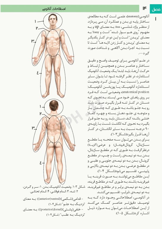 فتوآناتومی اندام فوقانی و تحتانی