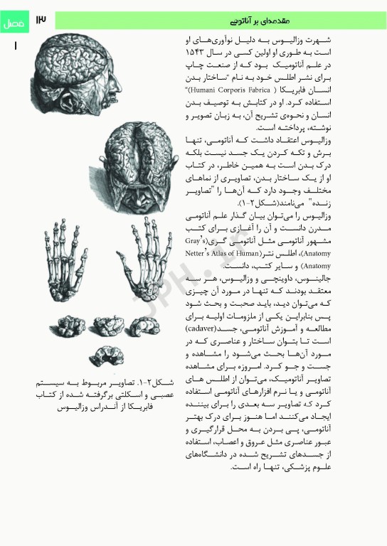 فتوآناتومی اندام فوقانی و تحتانی