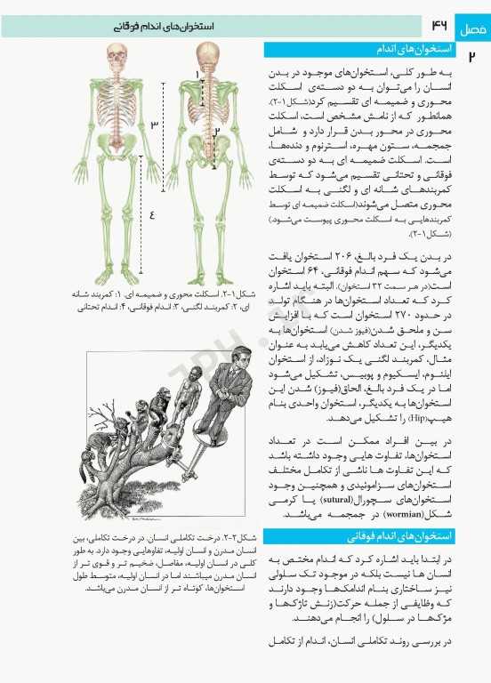 فتوآناتومی اندام فوقانی و تحتانی