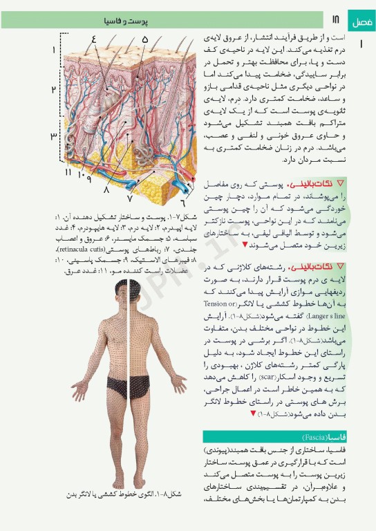فتوآناتومی اندام فوقانی و تحتانی