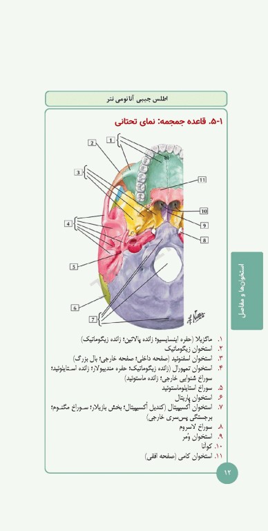 کتابچه اطلس آناتومی نتر 2023 ترجمه دکتر احسان گلچینی