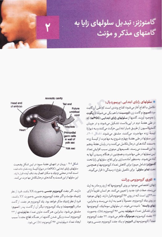 جنین‌شناسی پزشکی لانگمن 2024 دکتر قاضی جهانی