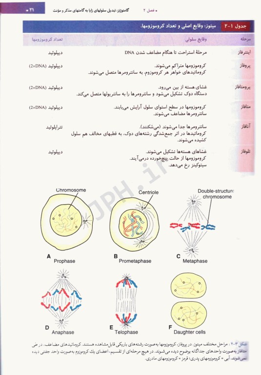 جنین‌شناسی پزشکی لانگمن 2024 دکتر قاضی جهانی