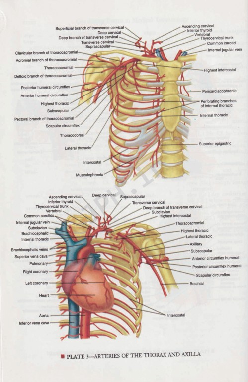 فرهنگ پزشکی دورلند انگلیسی به فارسی دکتر حمید نام‌آور سایز جیبی