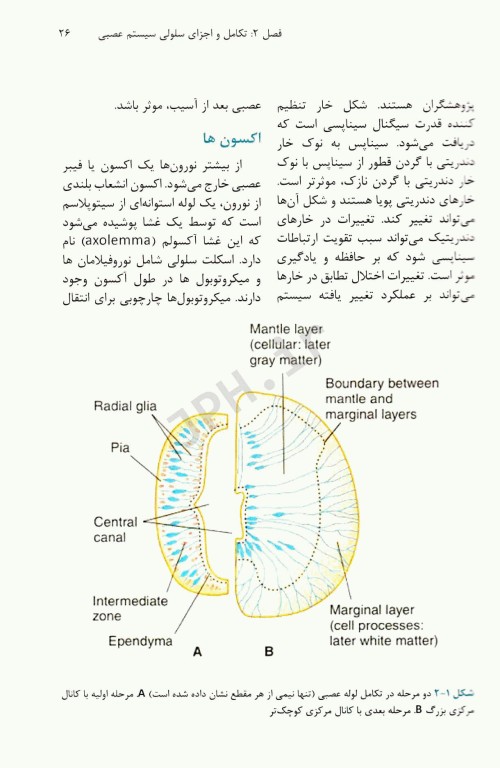نوروآناتومى بالینى استفن جی واکسمن آناطب