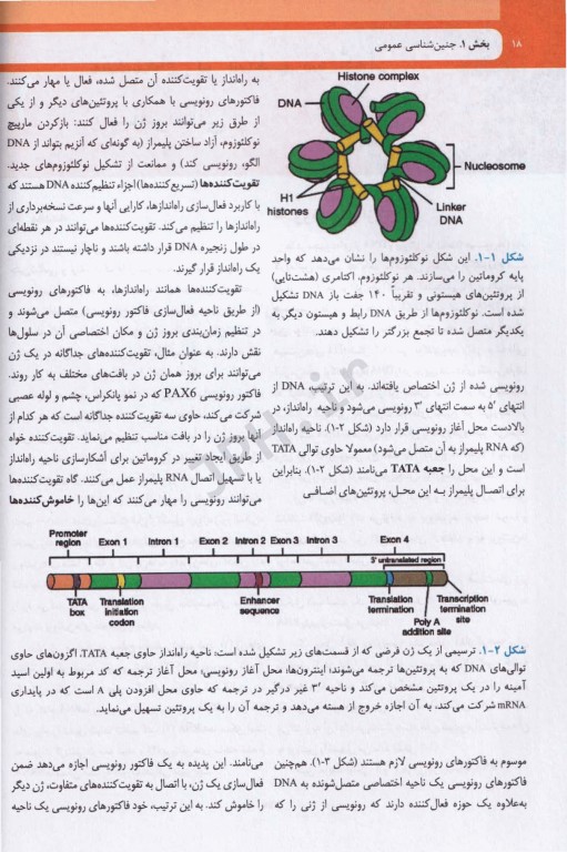 جنین شناسی لانگمن 2024 ترجمه دکتر غلامرضا حسن‌زاده