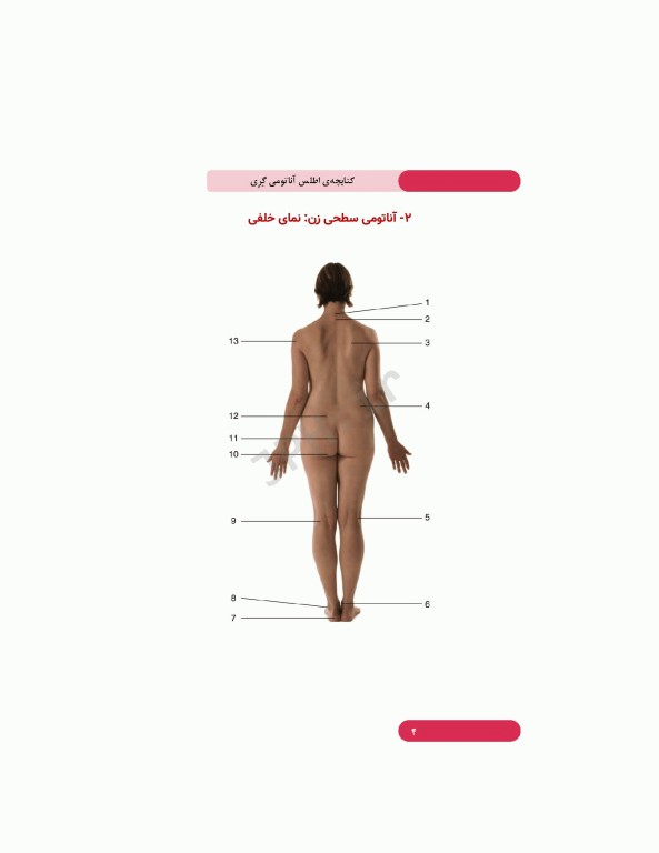 کتابچه اطلس آناتومی گری برای دانشجویان 2024