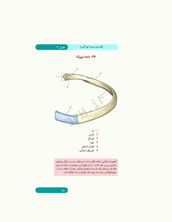 کتابچه اطلس آناتومی گری برای دانشجویان 2024