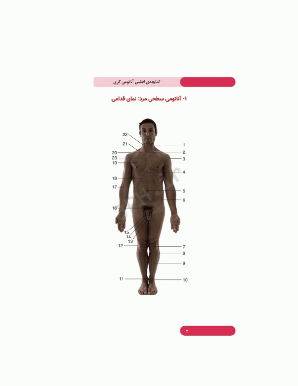 کتابچه اطلس آناتومی گری برای دانشجویان 2024