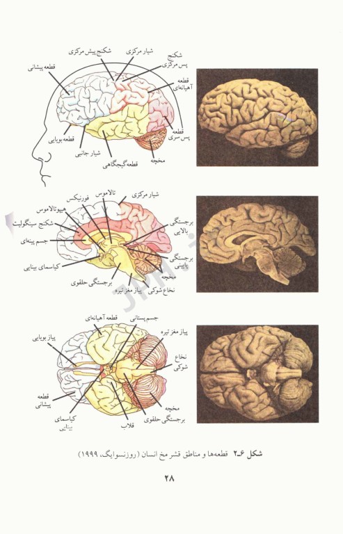 نوروسایکولوژی و سایکوفیزیولوژی دکتر خداپناهی