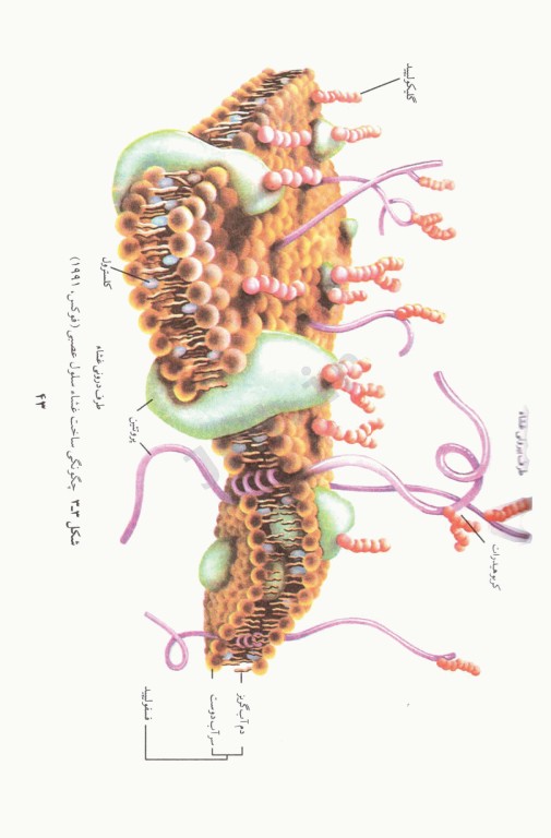 نوروسایکولوژی و سایکوفیزیولوژی دکتر خداپناهی