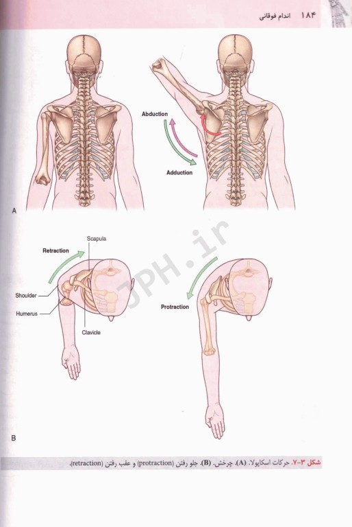 آناتومی گری 2024 برای دانشجویان جلد2 اندام دکتر رضا شیرازی