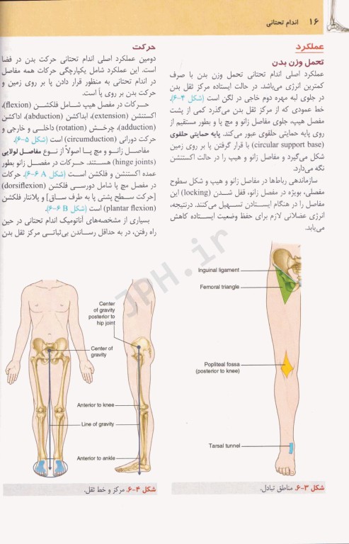 آناتومی گری 2024 برای دانشجویان جلد2 اندام دکتر رضا شیرازی