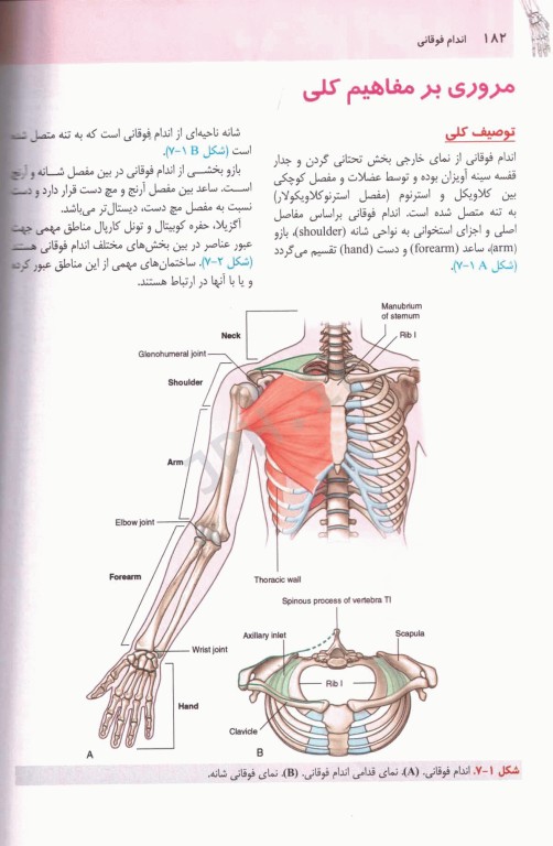 آناتومی گری 2024 برای دانشجویان جلد2 اندام دکتر رضا شیرازی