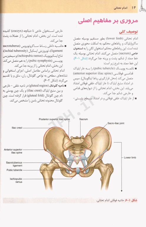 آناتومی گری 2024 برای دانشجویان جلد2 اندام دکتر رضا شیرازی