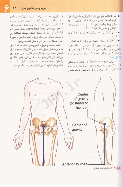 آناتومی گری 2024 برای دانشجویان جلد2 اندام دکتر رضا شیرازی