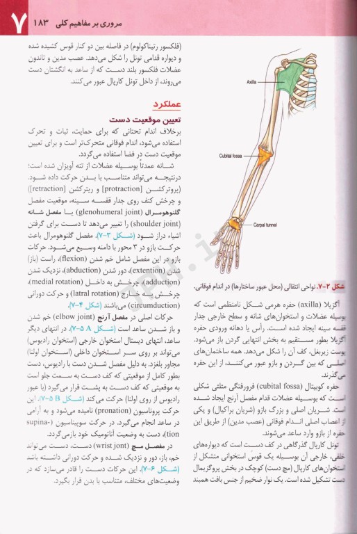 آناتومی گری 2024 برای دانشجویان جلد2 اندام دکتر رضا شیرازی