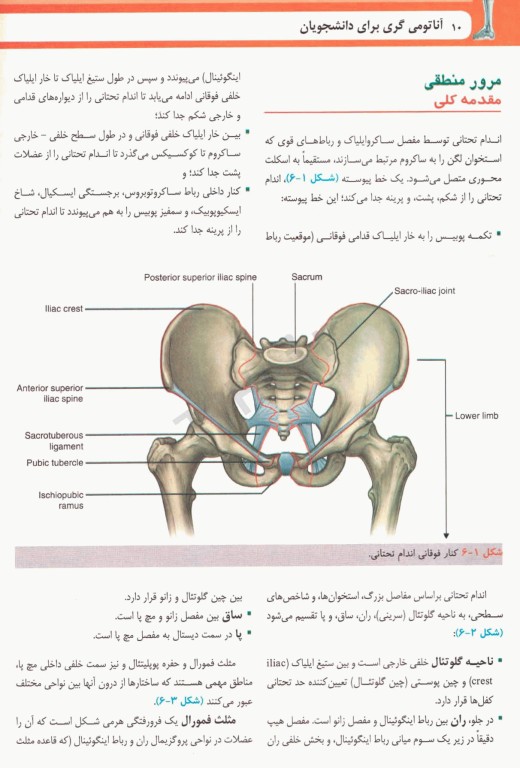 آناتومی گری برای دانشجویان  2024 ترجمه دکتر حسن‌زاده جلد دوم اندام