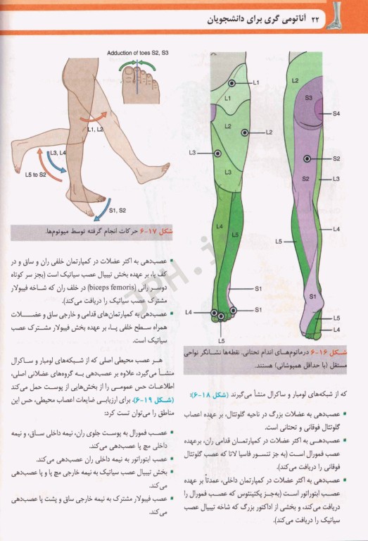 آناتومی گری برای دانشجویان  2024 ترجمه دکتر حسن‌زاده جلد دوم اندام