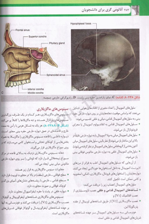 آناتومی گری برای دانشجویان 2024 ترجمه دکتر حسن‌زاده جلد سوم سر و گردن