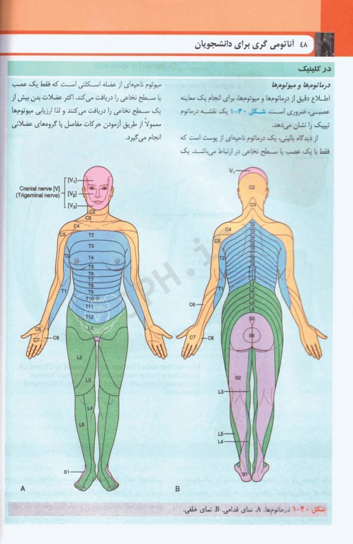 آناتومی گری برای دانشجویان 2024 ترجمه دکتر حسن‌زاده جلد اول تنه