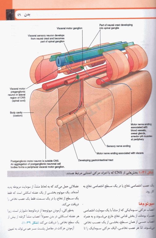 آناتومی گری برای دانشجویان 2024 ترجمه دکتر حسن‌زاده جلد اول تنه