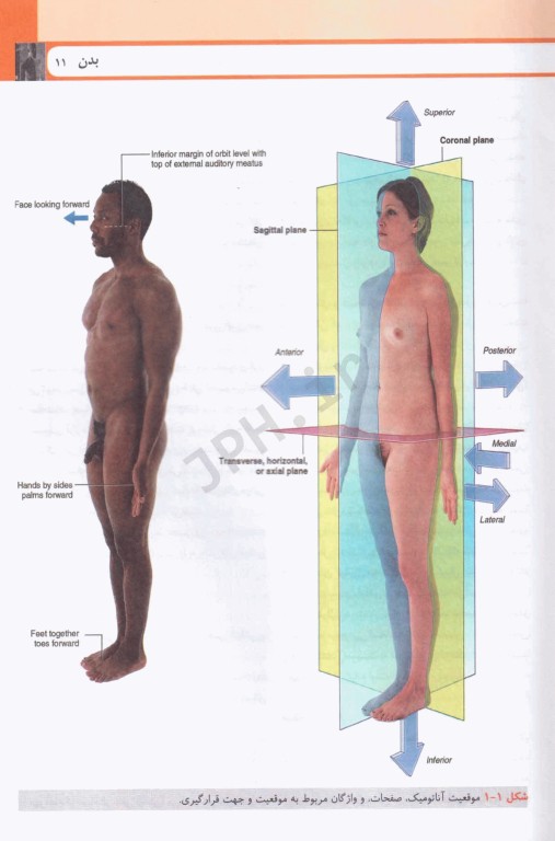 آناتومی گری برای دانشجویان 2024 ترجمه دکتر حسن‌زاده جلد اول تنه