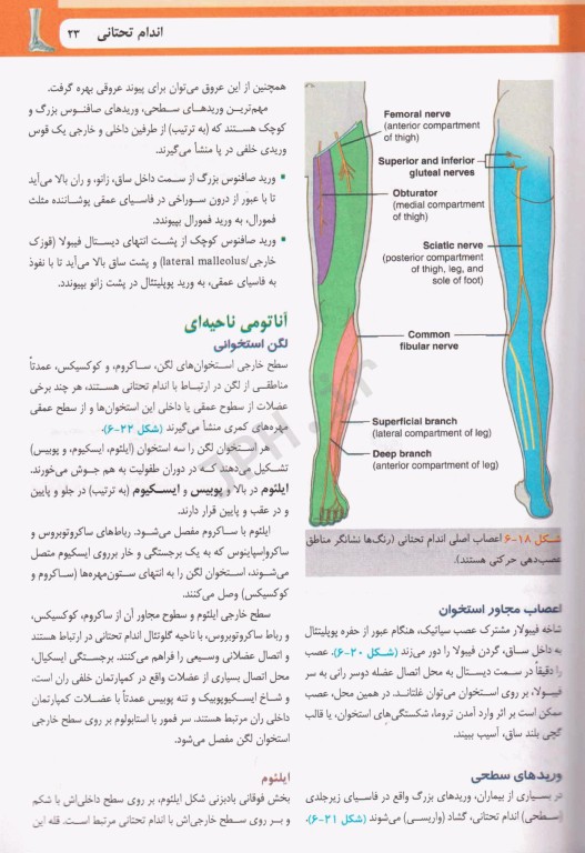 آناتومی گری برای دانشجویان  2024 ترجمه دکتر حسن‌زاده جلد دوم اندام