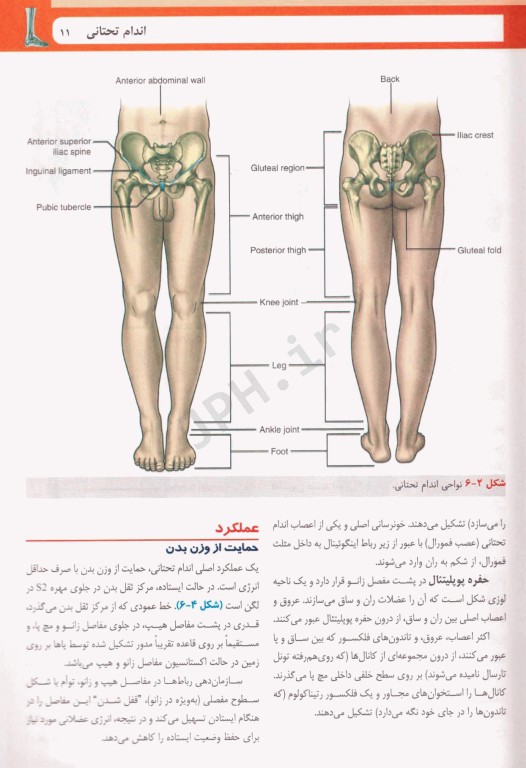 آناتومی گری برای دانشجویان  2024 ترجمه دکتر حسن‌زاده جلد دوم اندام