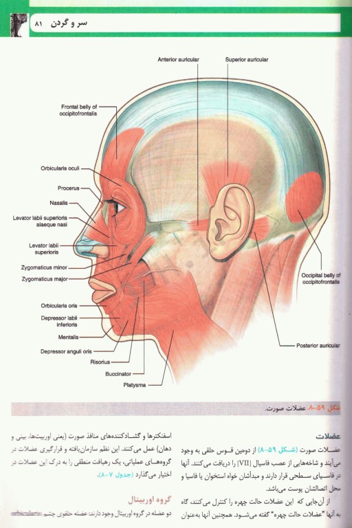 آناتومی گری برای دانشجویان 2024 ترجمه دکتر حسن‌زاده جلد سوم سر و گردن