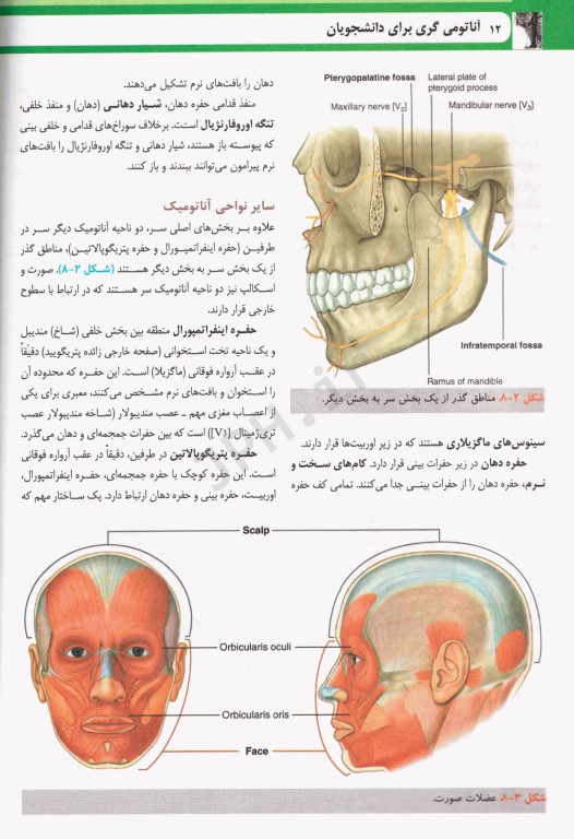 آناتومی گری برای دانشجویان 2024 ترجمه دکتر حسن‌زاده جلد سوم سر و گردن