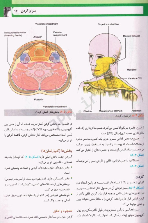 آناتومی گری برای دانشجویان 2024 ترجمه دکتر حسن‌زاده جلد سوم سر و گردن