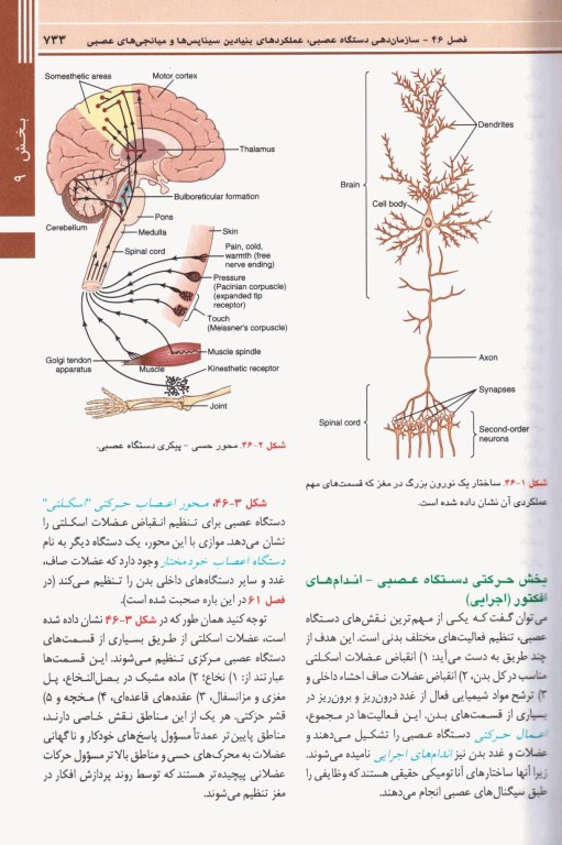 فیزیولوژی گایتون و هال 2021 اندیشه رفیع جلد2 هارد