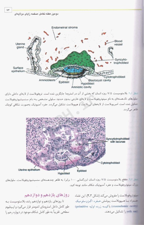 جنین‌شناسی پزشکی لانگمن 2023 دکتر عمیدی جلد شومیز