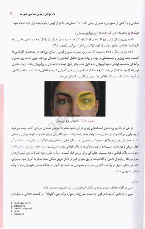 اصول آناتومی زیبایی شناسی صورت برای انجام تزریقات زیبایی