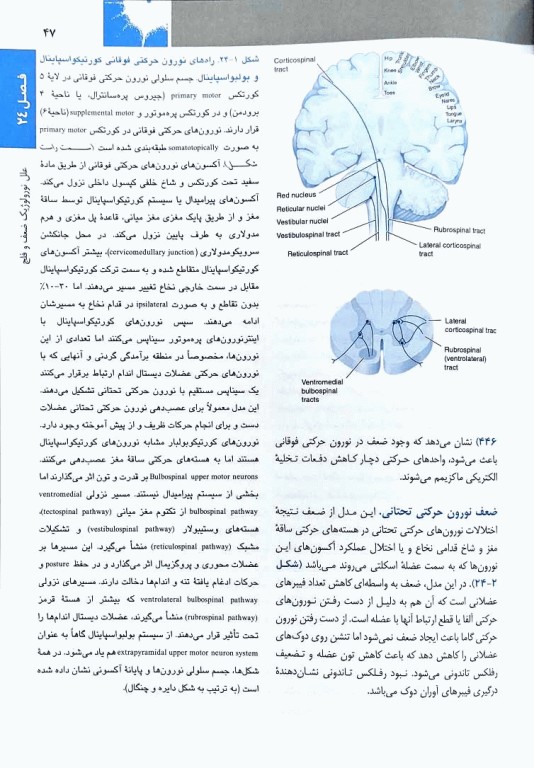 اصول طب داخلی هاریسون 2022 بیماری‌های مغز و اعصاب