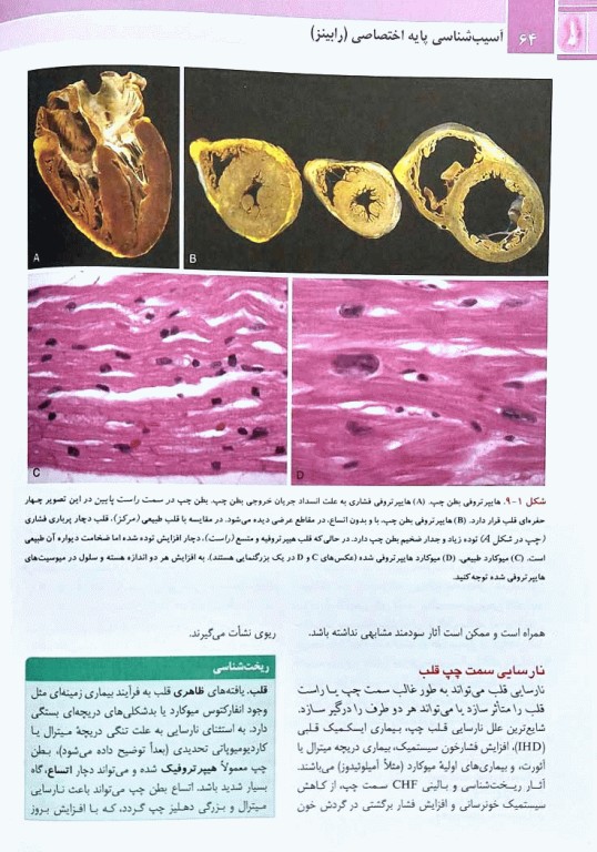 آسیب شناسی پایه اختصاصی رابینز 2023