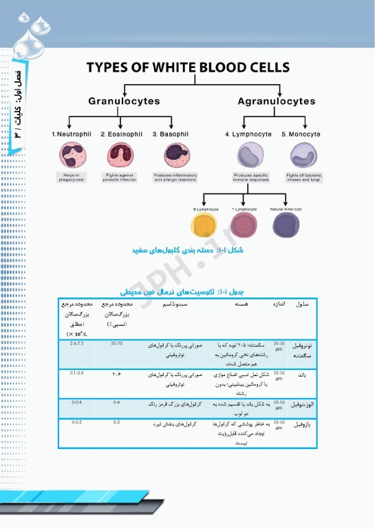 از تشخیص آزمایشگاهی تا درمان لوسمی‌ها