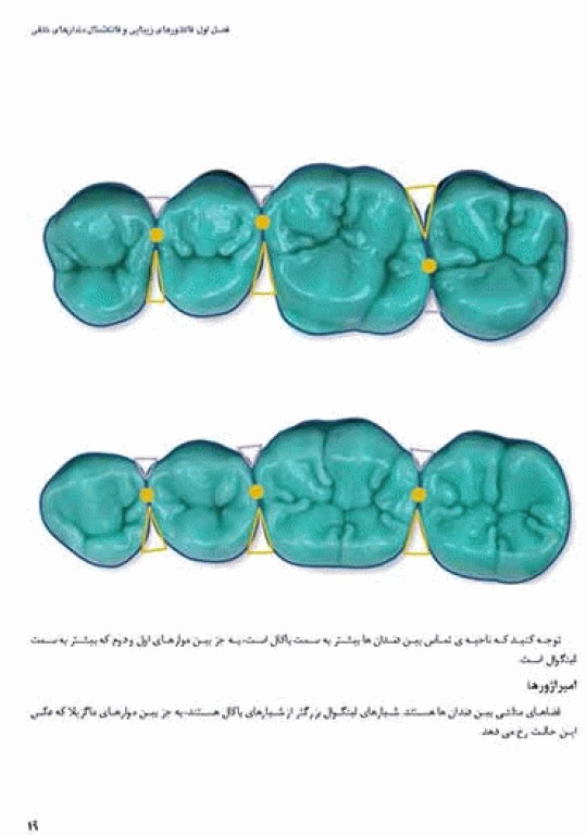 آناتومی و مورفولوژی دندان 2019