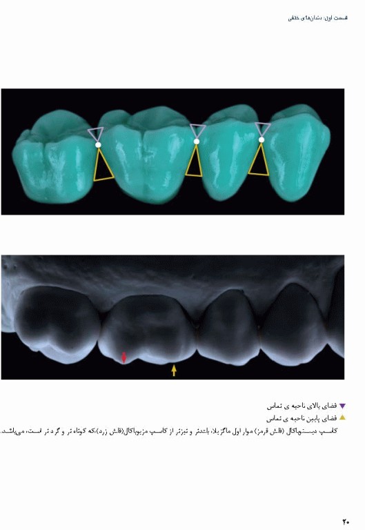 آناتومی و مورفولوژی دندان 2019