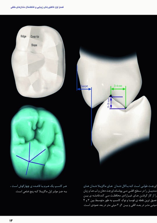 آناتومی و مورفولوژی دندان 2019