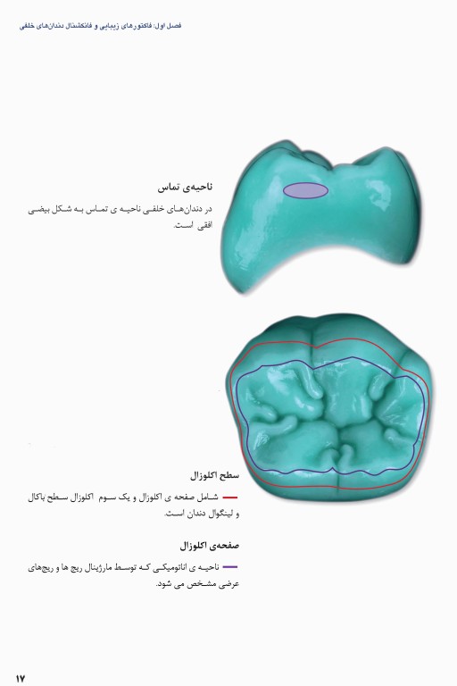 آناتومی و مورفولوژی دندان 2019